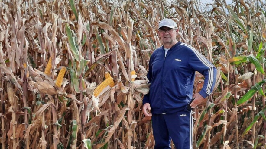 Pokus hibrida kukuruza na polju Zdenka Perića: SY Andromeda odlična u prinosu zrna, ali i silaže