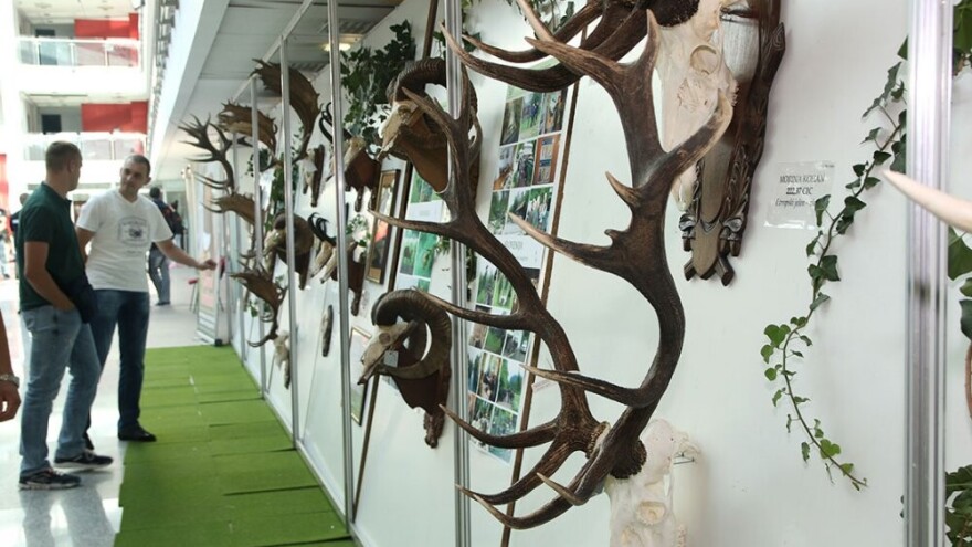 Otkriveno davno izgubljeno srpsko lovačko blago!