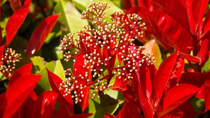 Fotinija - atraktivna ukrasna živica tijekom cijele godine