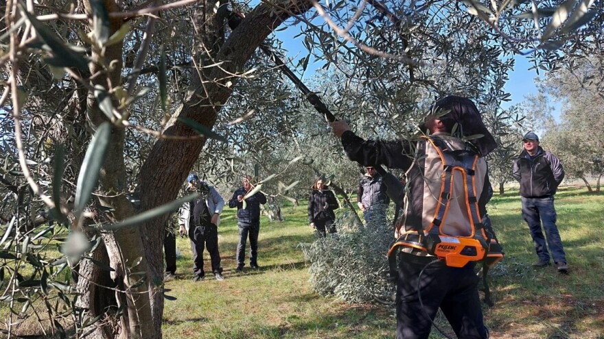 I za početnike i za iskusne, tečaj rezidbe maslina u Rovinju i Vodnjanu