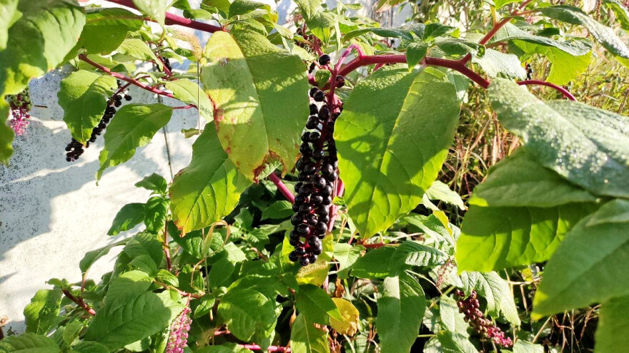 Vinobojka - invazivna vrsta koju zbog svojstva nazivaju "dr. Jekyll i mr. Hyde biljka"