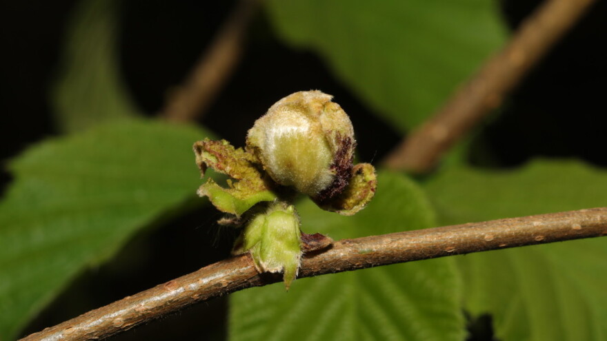 Leskina grinja na području Sombora - zaštita se ne preporučuje?