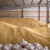 Cene žitarica ponovo rastu - manja će biti i ponuda i potrošnja?