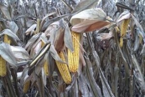 EU AgroInfo i Agrotehnika - broj 4