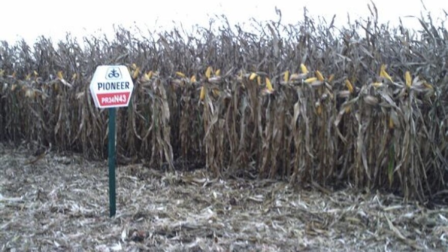 Berba, vaganje i nagrade prijateljima Pioneera