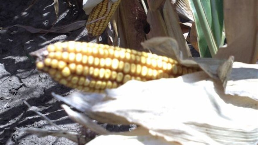 Grivičić smatra urod kukuruza rekordnim