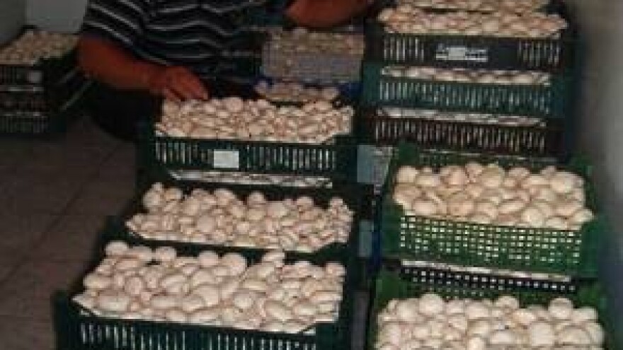 Šampinjoni iz primoštenskog zaleđa