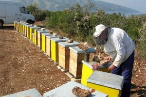 Hvarski pčelari u potrazi za ispašom