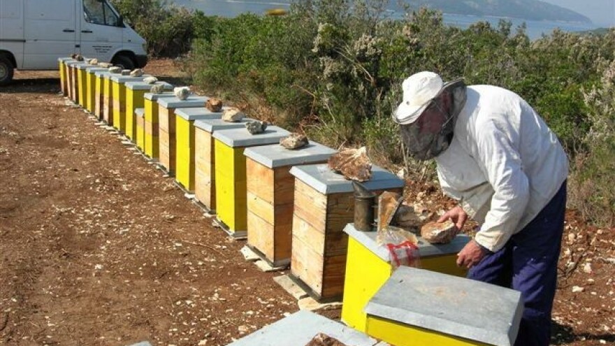 Hvarski pčelari u potrazi za ispašom