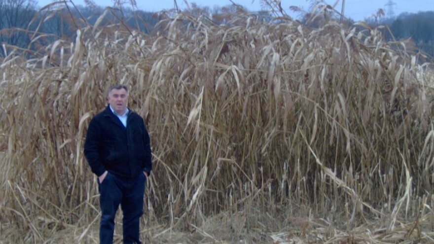 I sve više podravskih ratara proizvodi sirak