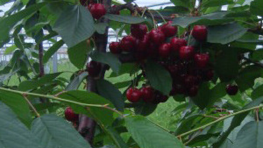 Isplativost hidroponskog uzgoja trešanja