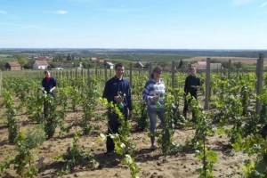 Mladi vinari rade čuda na pokušalištu Mandićevac