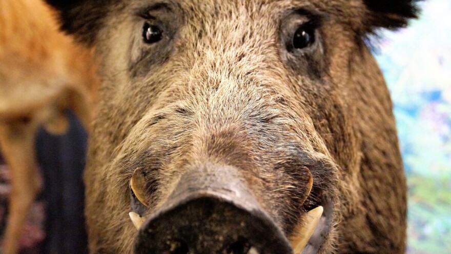 Kuda idu divlje svinje? Pod voz!