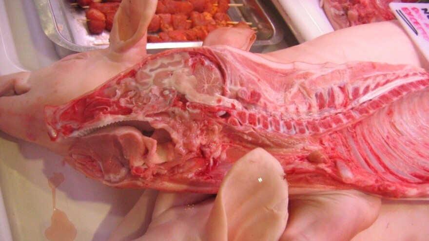 Ministarstvo: poduzeli smo sve aktivnosti vezano za trihinelozu u Kninu