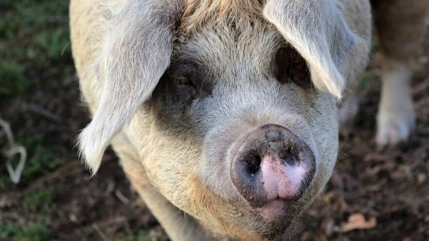 U padu otkupna cijena živih svinja, svinjetine i svinjskih trupova