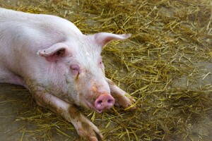 Stupila na snagu naredba o mjerama za sprečavanje pojave i rano otkrivanje afričke svinjske kuge!