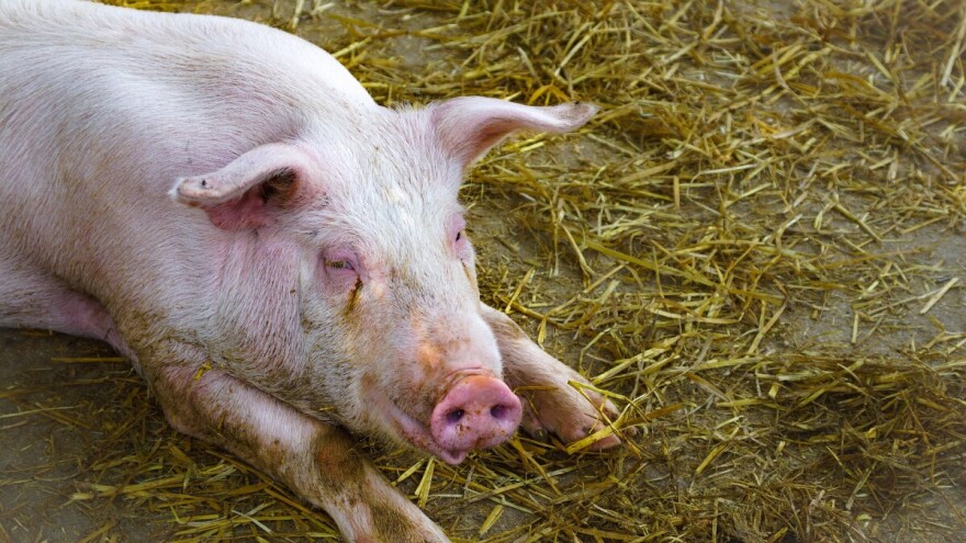 Stupila na snagu naredba o mjerama za sprečavanje pojave i rano otkrivanje afričke svinjske kuge!