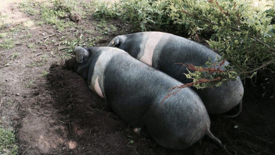 Javna nabava otvara vrata poljoprivrednicima