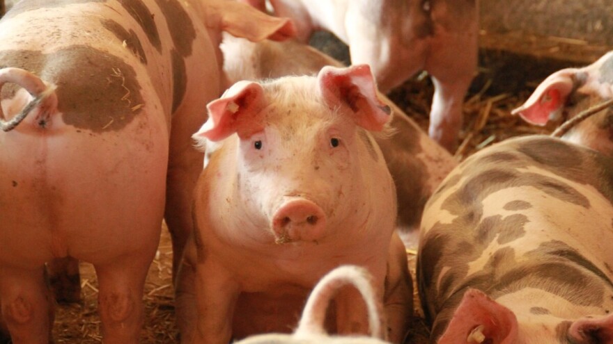 Proizvođačke organizacije VSŽ: Udruživanjem poljoprivrednici jačaju svoj položaj na tržištu