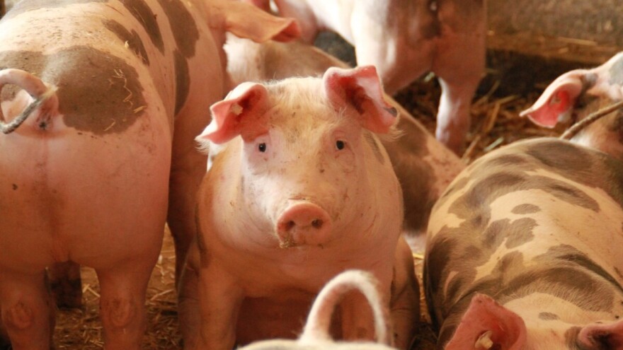 U mjesec dana pao broj zaklanih svinja za više od osam tisuća grla
