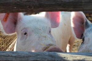 Svinjske farme ne zapošljavaju lovce i ne dopuštaju donošenje suhomesnatih proizvoda