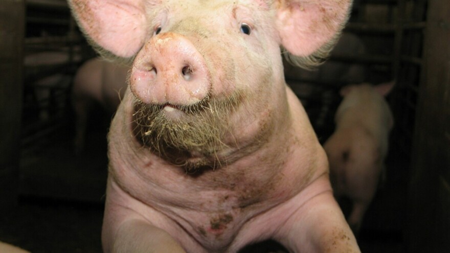 Afrička svinjska kuga na pragu BiH: nema opasnosti za zdravlje ljudi