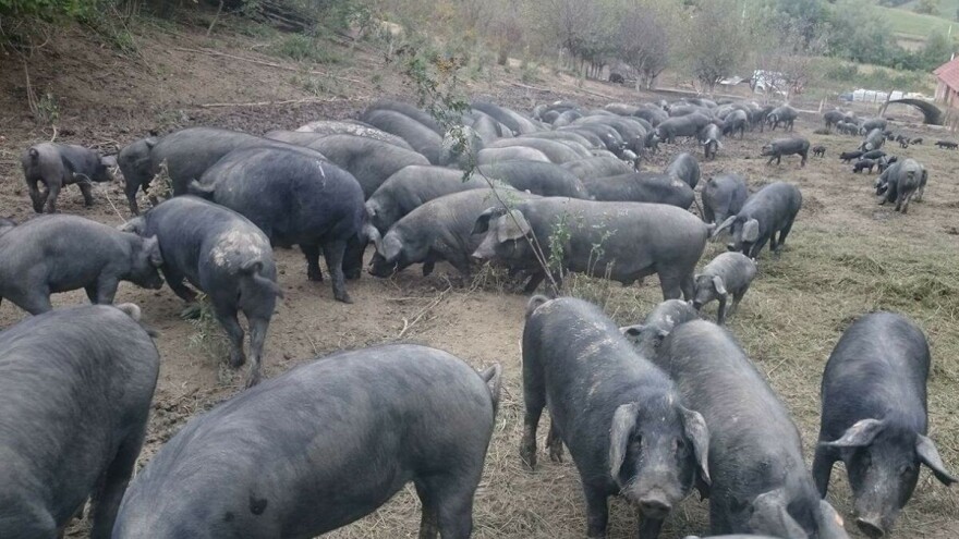 Kako uzgojiti crnu slavonsku svinju