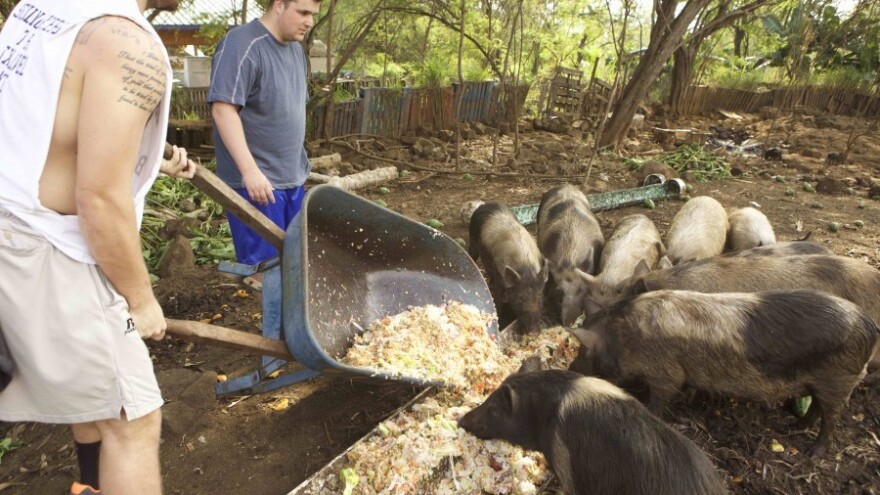 Uskoro i "zdrava" stočna hrana?
