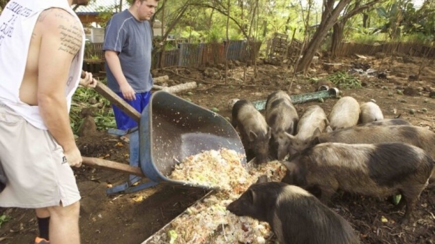 Uskoro i &quot;zdrava&quot; stočna hrana?