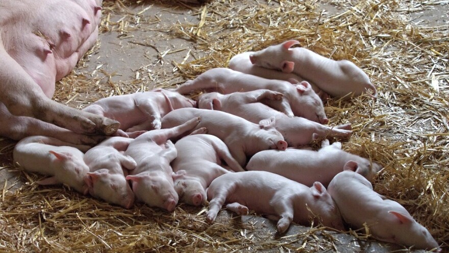 U stravičnom požaru izgorjelo 770 krmača i 1.980 praščića