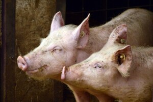 Zbog prijetnje Afričke svinjske kuge i nova pravila za svinjokolju
