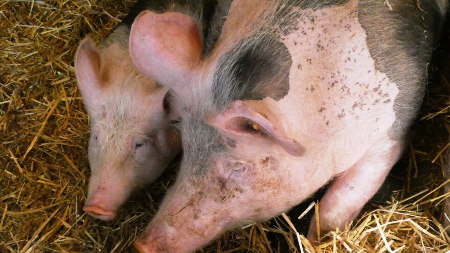 Prijavite se za subvencije u poljoprivredi do kraja godine!