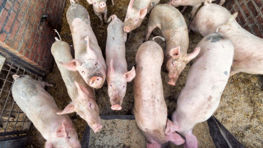 Robot hrani svinje i pušta im glazbu - hit među brazilskim stočarima