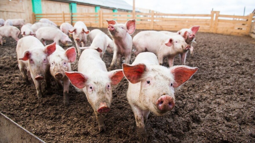Broj svinja u Kini smanjen za trećinu zbog afričke kuge