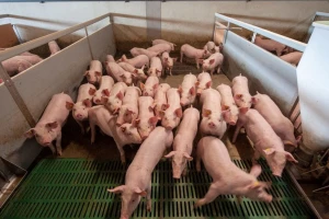 Proizvoditi će 840.000 svinja godišnje na farmama sa 12 spratova
