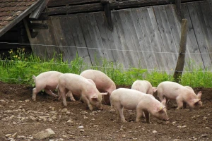 Srbija u pripravnosti zbog afričke kuge svinja
