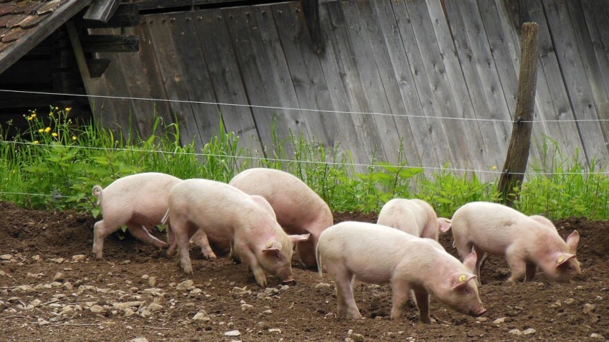 Srbija u pripravnosti zbog afričke kuge svinja