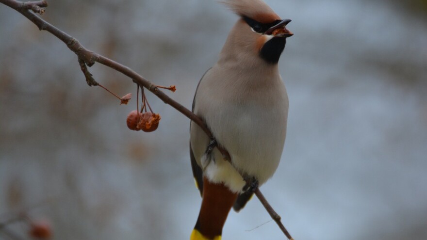 Pijane ptice uzrokuju kaos u Minnesoti