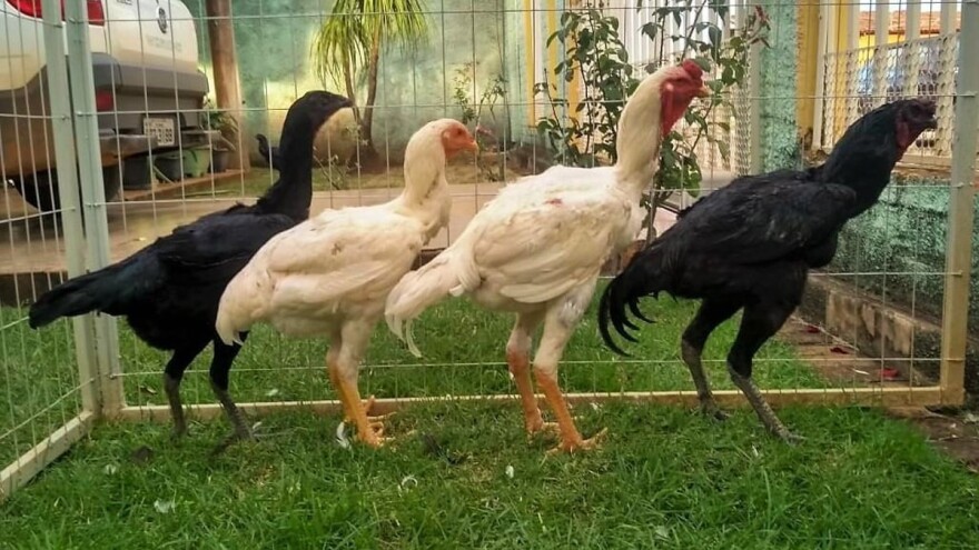 Uzgaja divovske kokoške - narastu više od 1.20 m