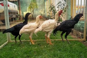 Uzgaja divovske kokoši - narastu više od 1.20 m