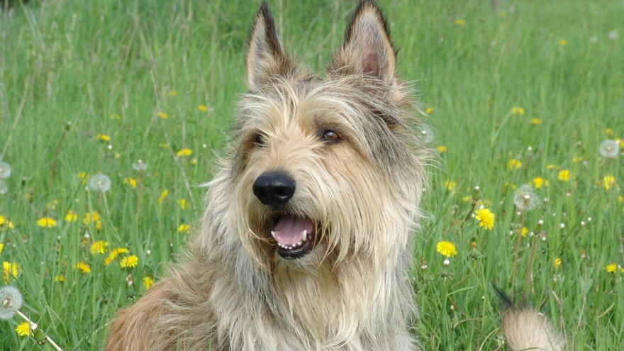 Pikardijski ovčar - inteligentan pastirski pas koji obožava djecu