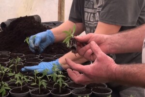 Pravilno pikiranje sadnica rajčice u plasteničkoj proizvodnji