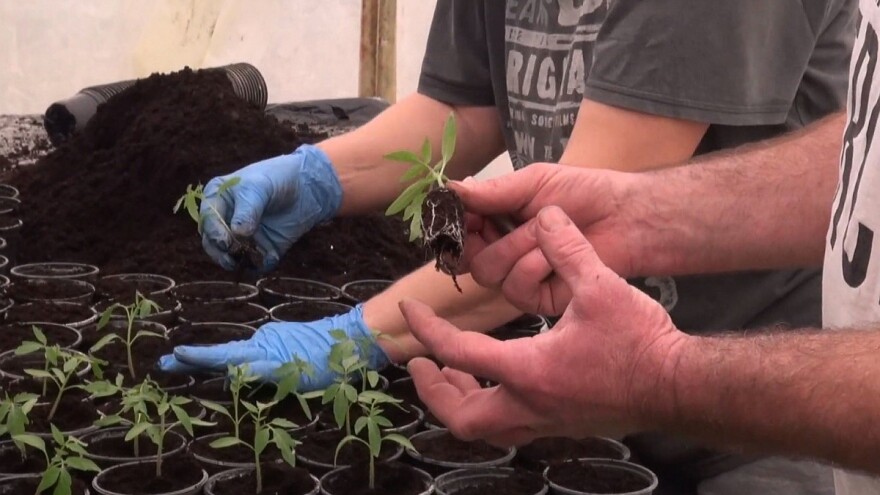 Pravilno pikiranje sadnica rajčice u plasteničkoj proizvodnji