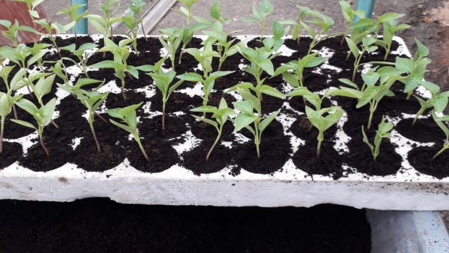 Najčešće greške prilikom pikiranja paprike