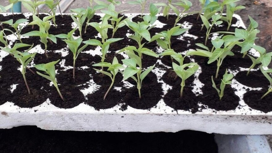 Pikiranje paprike - koje su najčešće greške?