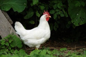 Za što veću uporabu bioplina