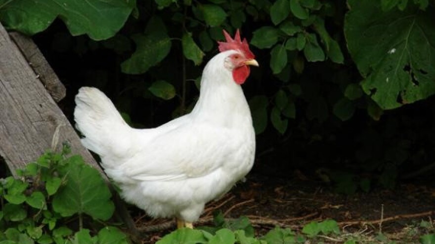 Za što veću uporabu bioplina