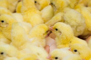 Njemačka zabranjuje mljevenje živih muških pilića - uvode novu metodu
