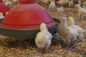 Peradari poručuju: Bez odgovarajućih poticaja proizvodnja se smanjuje