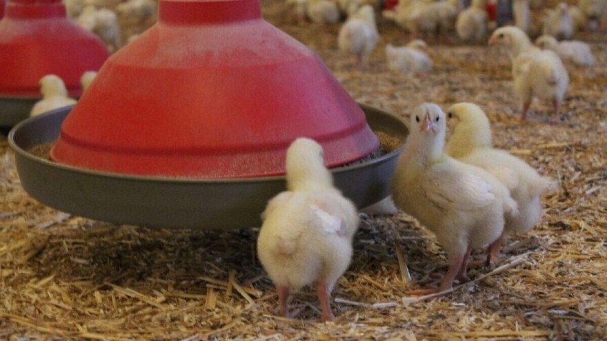 Peradari poručuju: Bez odgovarajućih poticaja proizvodnja se smanjuje